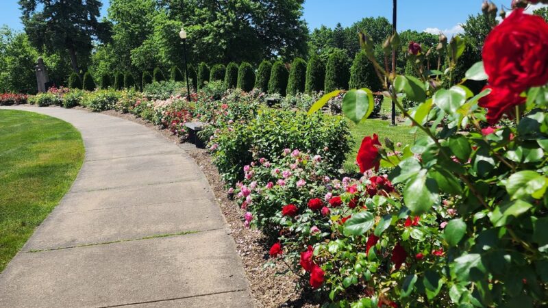 Walnut Hill Park Rose Garden - New Britain, CT