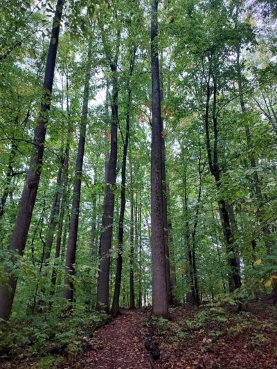Heritage Conservancy Hart's Woods Nature Trail - New Britain, PA