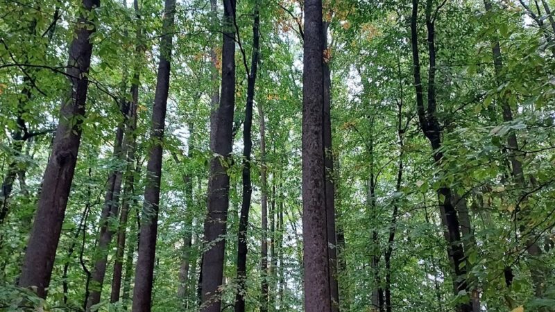 Heritage Conservancy Hart's Woods Nature Trail - New Britain, PA
