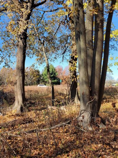 Rutgers Gardens Via Helyar Woods Trail - New Brunswick, NJ