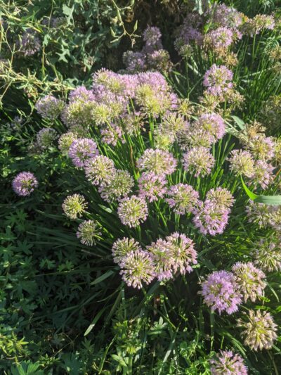 Welton Street Park - New Brunswick, NJ