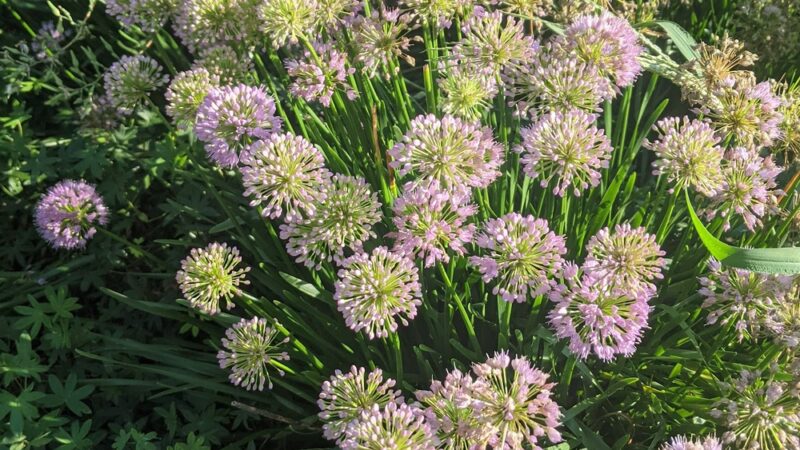 Welton Street Park - New Brunswick, NJ