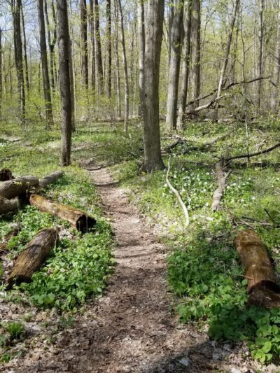 Bendix Woods Nature Preserve - New Carlisle, IN