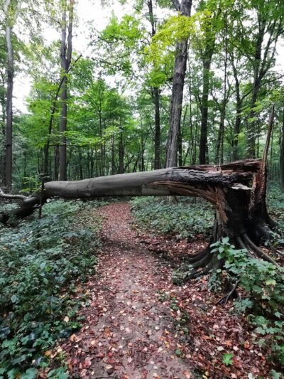 Bendix Woods Nature Preserve - New Carlisle, IN