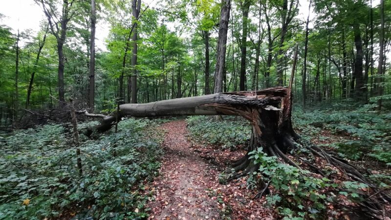 Bendix Woods Nature Preserve - New Carlisle, IN