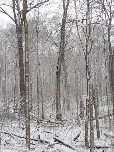 Bendix Woods Nature Preserve - New Carlisle, IN
