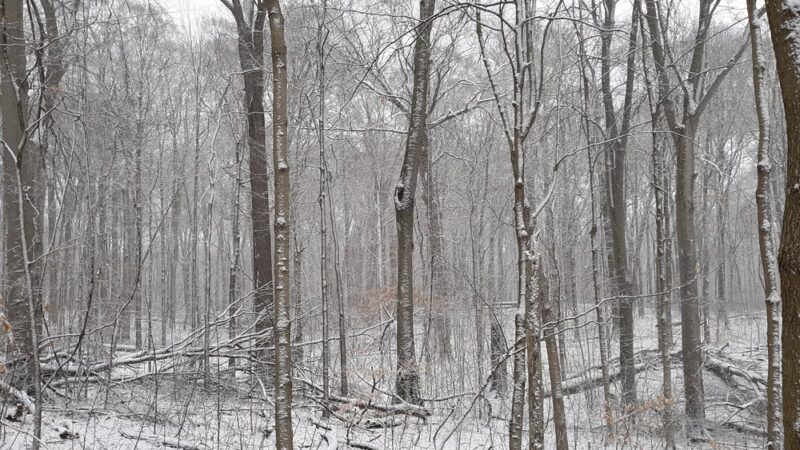 Bendix Woods Nature Preserve - New Carlisle, IN
