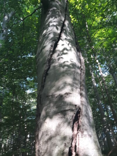 Bendix Woods Nature Preserve - New Carlisle, IN