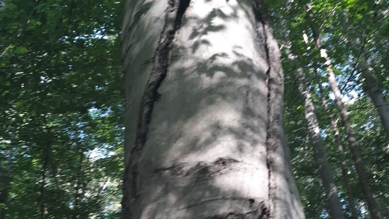 Bendix Woods Nature Preserve - New Carlisle, IN