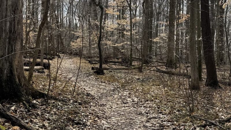 Bendix Woods County Park - New Carlisle, IN