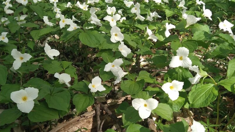 Bendix Woods County Park - New Carlisle, IN