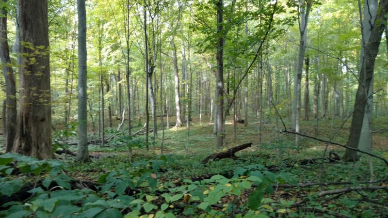 Bendix Woods County Park - New Carlisle, IN