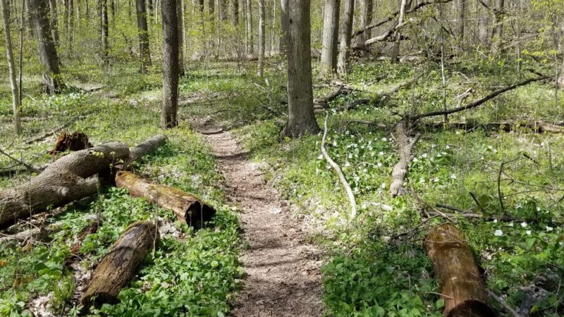Bendix Woods County Park - New Carlisle, IN