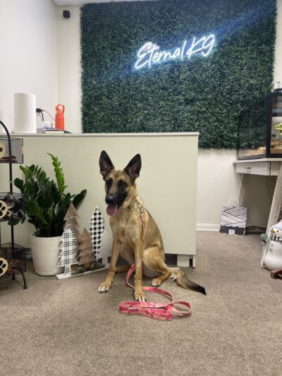 Eternal K9 Dog Training - New Carlisle, IN