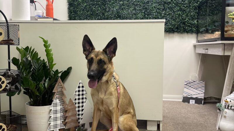 Eternal K9 Dog Training - New Carlisle, IN