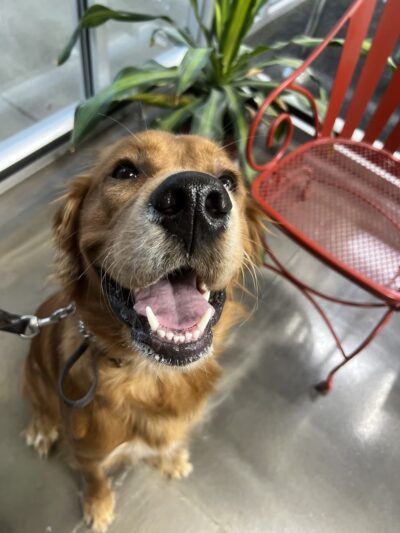 Eternal K9 Dog Training - New Carlisle, IN