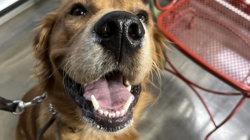 Eternal K9 Dog Training - New Carlisle, IN