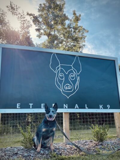 Eternal K9 Dog Training - New Carlisle, IN