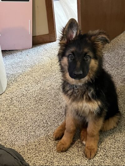 Eternal K9 Dog Training - New Carlisle, IN