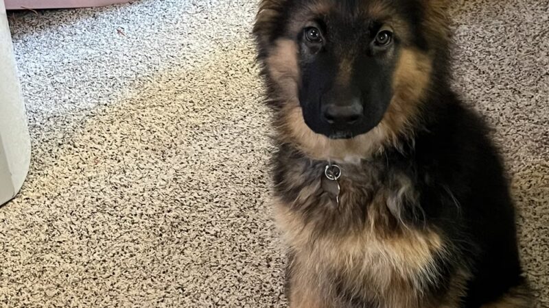 Eternal K9 Dog Training - New Carlisle, IN