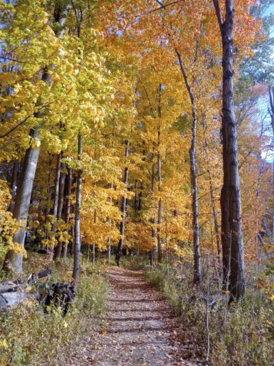 Spicer Lake Nature Preserve - New Carlisle, IN