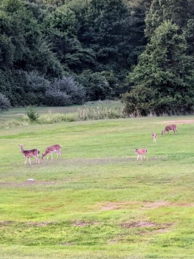 New Castle Industrial Track Trail - New Castle, DE