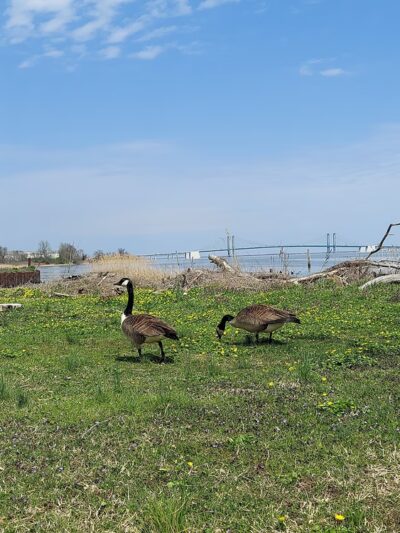 Bull Hill Park - New Castle, DE