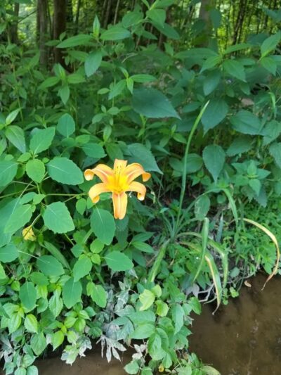 Collins Park - New Castle, DE