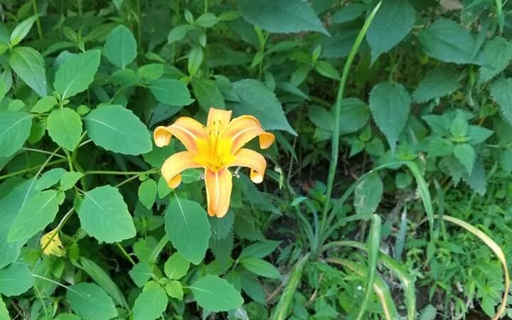Collins Park - New Castle, DE
