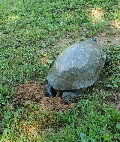 Coventry Ridge Park - New Castle, DE