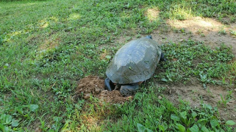 Coventry Ridge Park - New Castle, DE