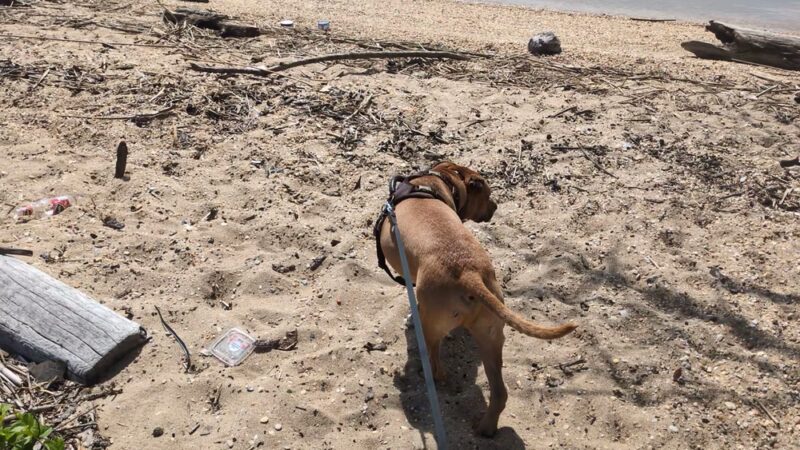 Deemer Beach parking - New Castle, DE