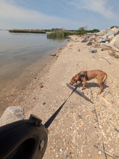 Deemer Beach parking - New Castle, DE