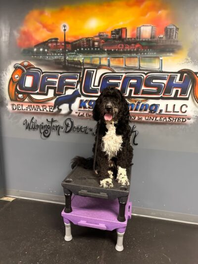 Off Leash K9 Training - New Castle, DE