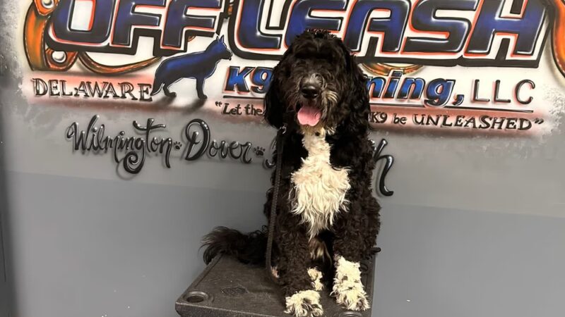 Off Leash K9 Training - New Castle, DE