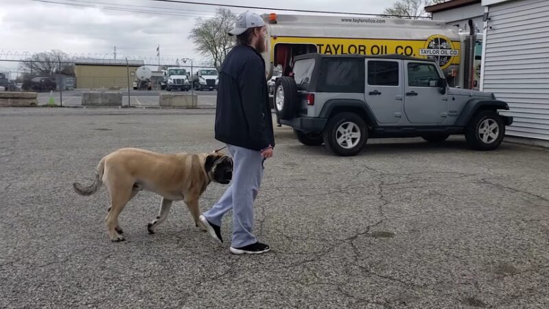 Off Leash K9 Training - New Castle, DE