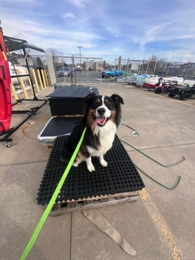 Off Leash K9 Training - New Castle, DE