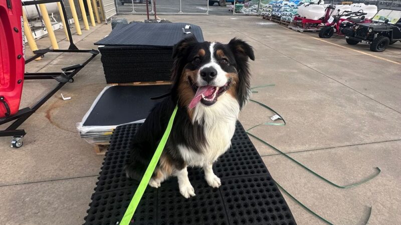 Off Leash K9 Training - New Castle, DE