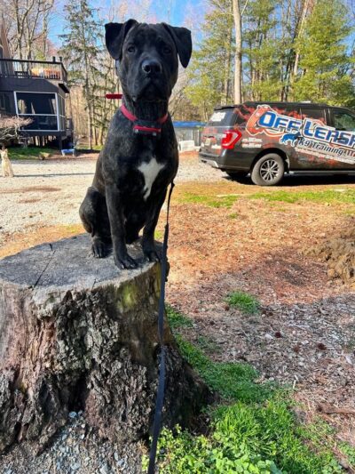 Off Leash K9 Training - New Castle, DE