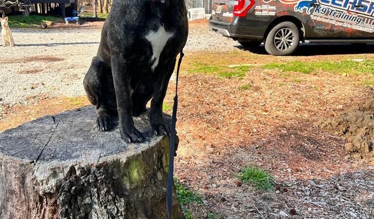 Off Leash K9 Training - New Castle, DE