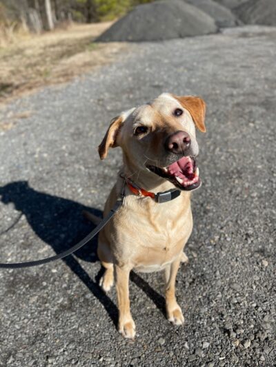 Off Leash K9 Training - New Castle, DE