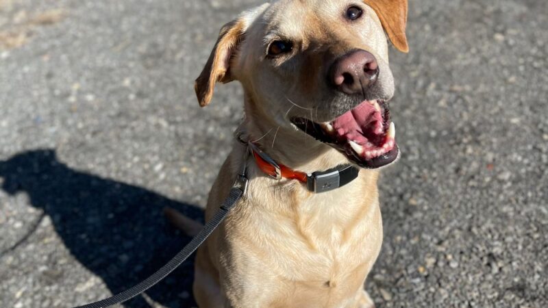 Off Leash K9 Training - New Castle, DE
