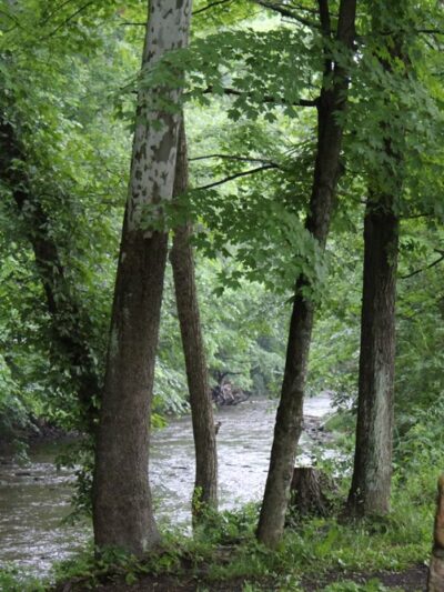 Rees Rest Area - Park - New Creek, WV