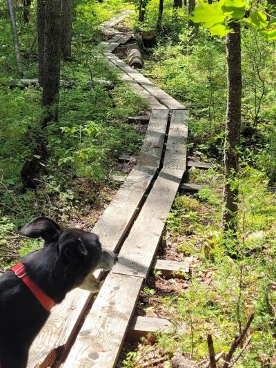 Cooper Cedar Woods - New Durham, NH
