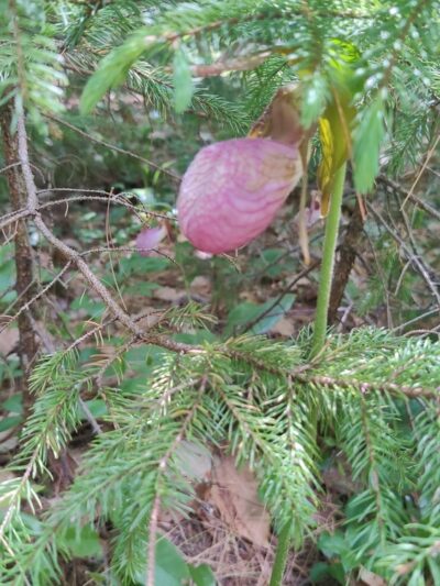 Cooper Cedar Woods - New Durham, NH