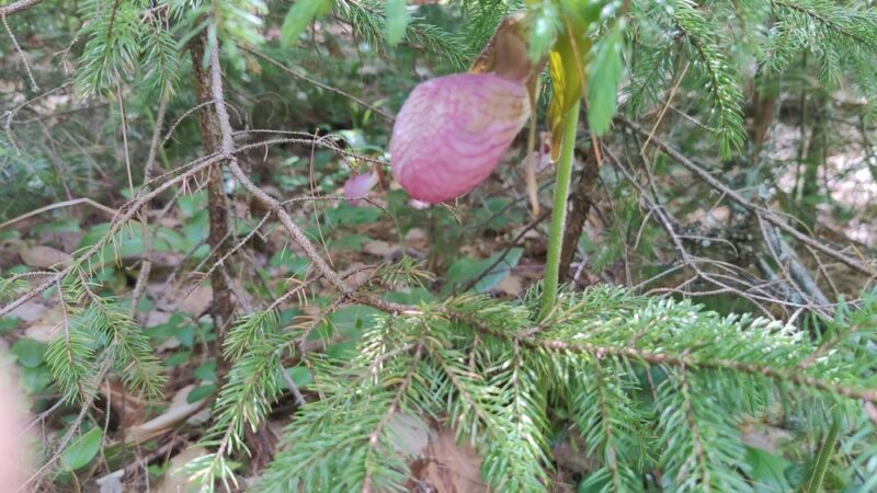 Cooper Cedar Woods - New Durham, NH