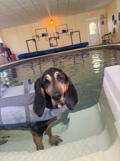 Doggie Dome Swim Spa - New Durham, NH