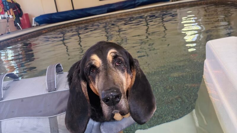Doggie Dome Swim Spa - New Durham, NH