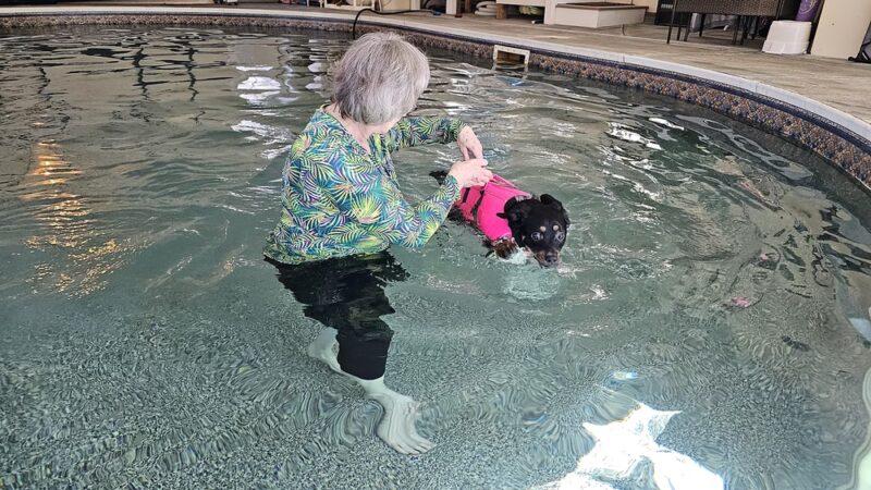 Doggie Dome Swim Spa - New Durham, NH