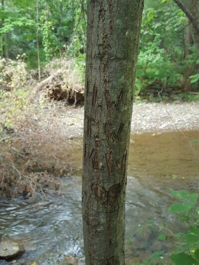 Washington Mills Athletic Park - New Hartford, NY
